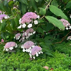 Meet your Posher, Marie